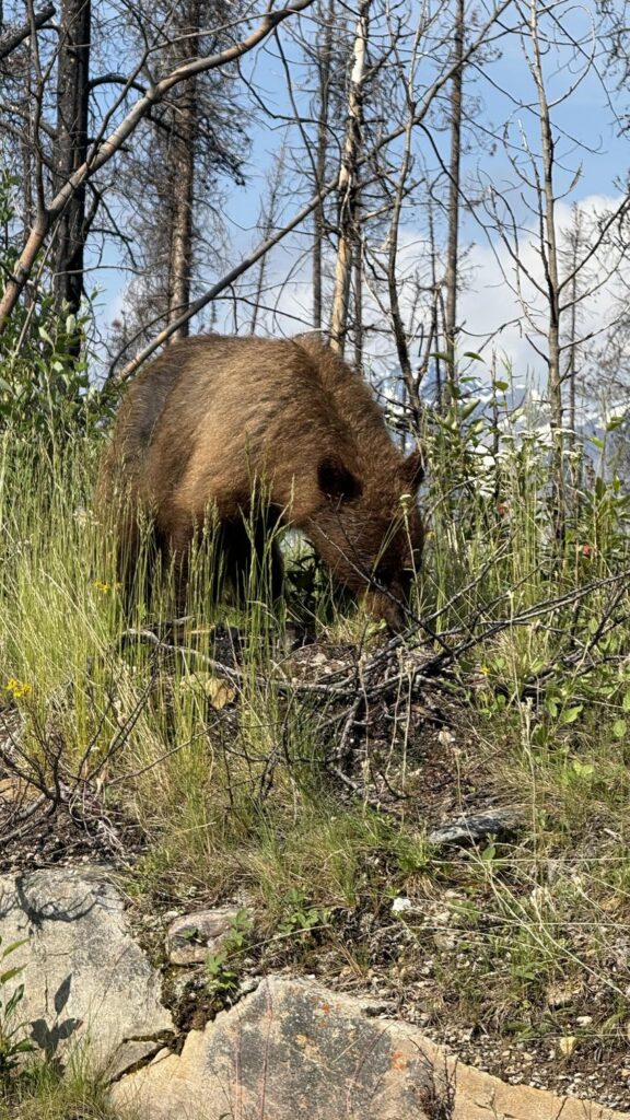 熊（Bear）