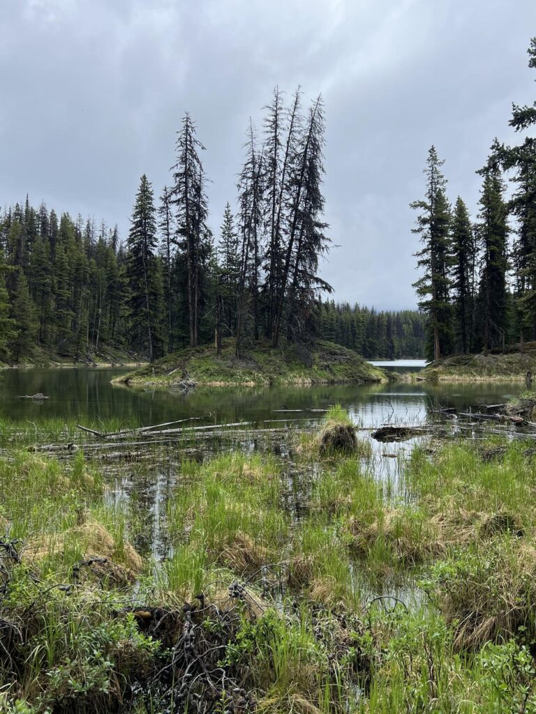 駝鹿湖（Moose Lake）